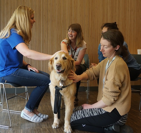 This is photo of Winston, a golden retriever, receiving lots of petting and attention from the theatre workers.
