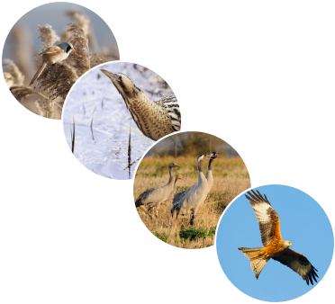 four varieties of British Wild birds
