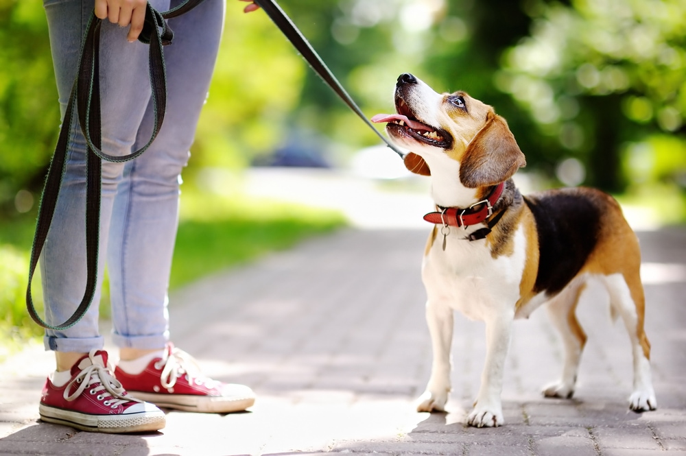 This is a photo of a calm beagle on a walk