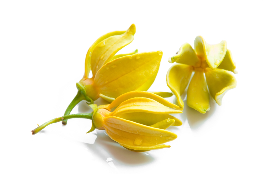 This is a photo of some ylang ylang flowers