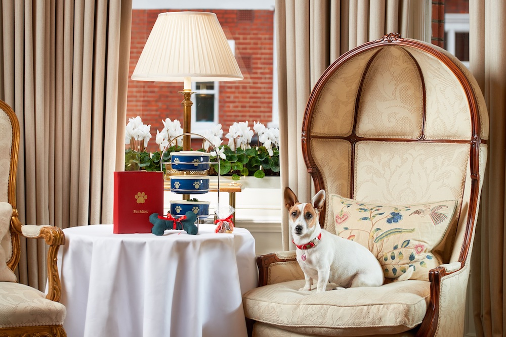a dog at afternoon tea at The Egerton House Hotel