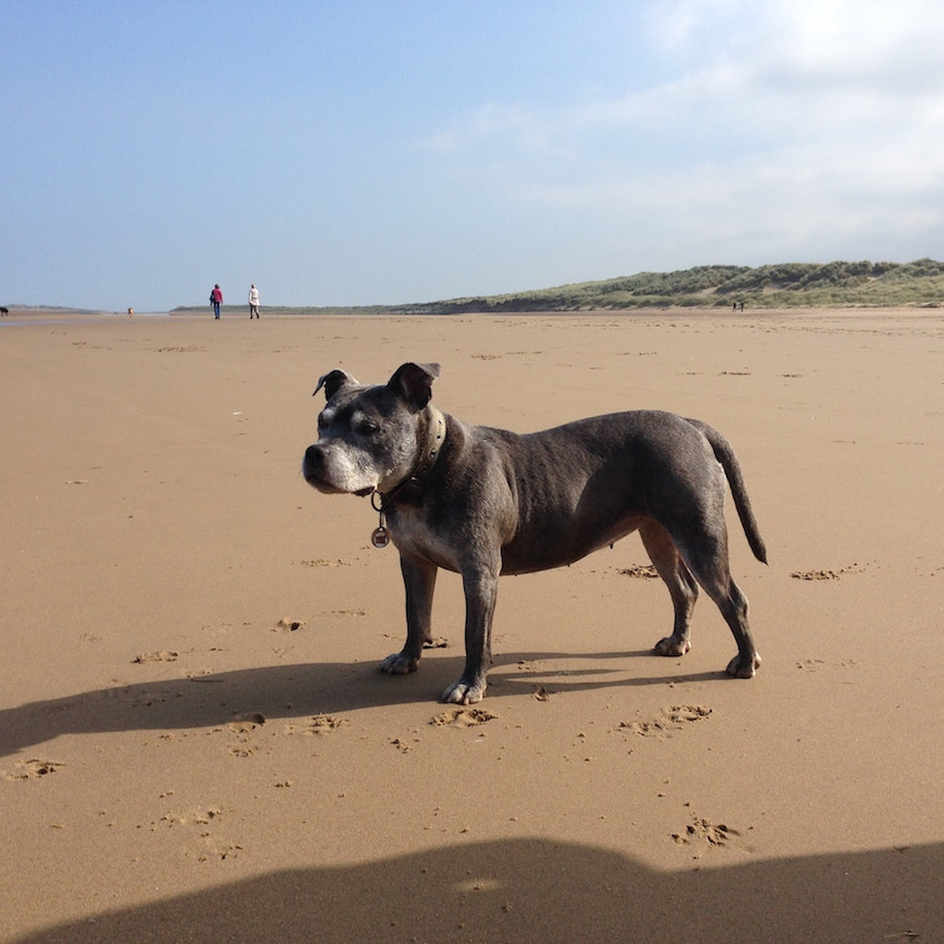 This is a photo of Lola at the beach
