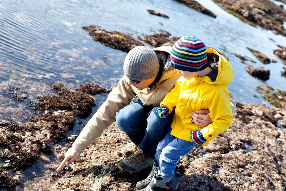 parent and child discovering rock pool