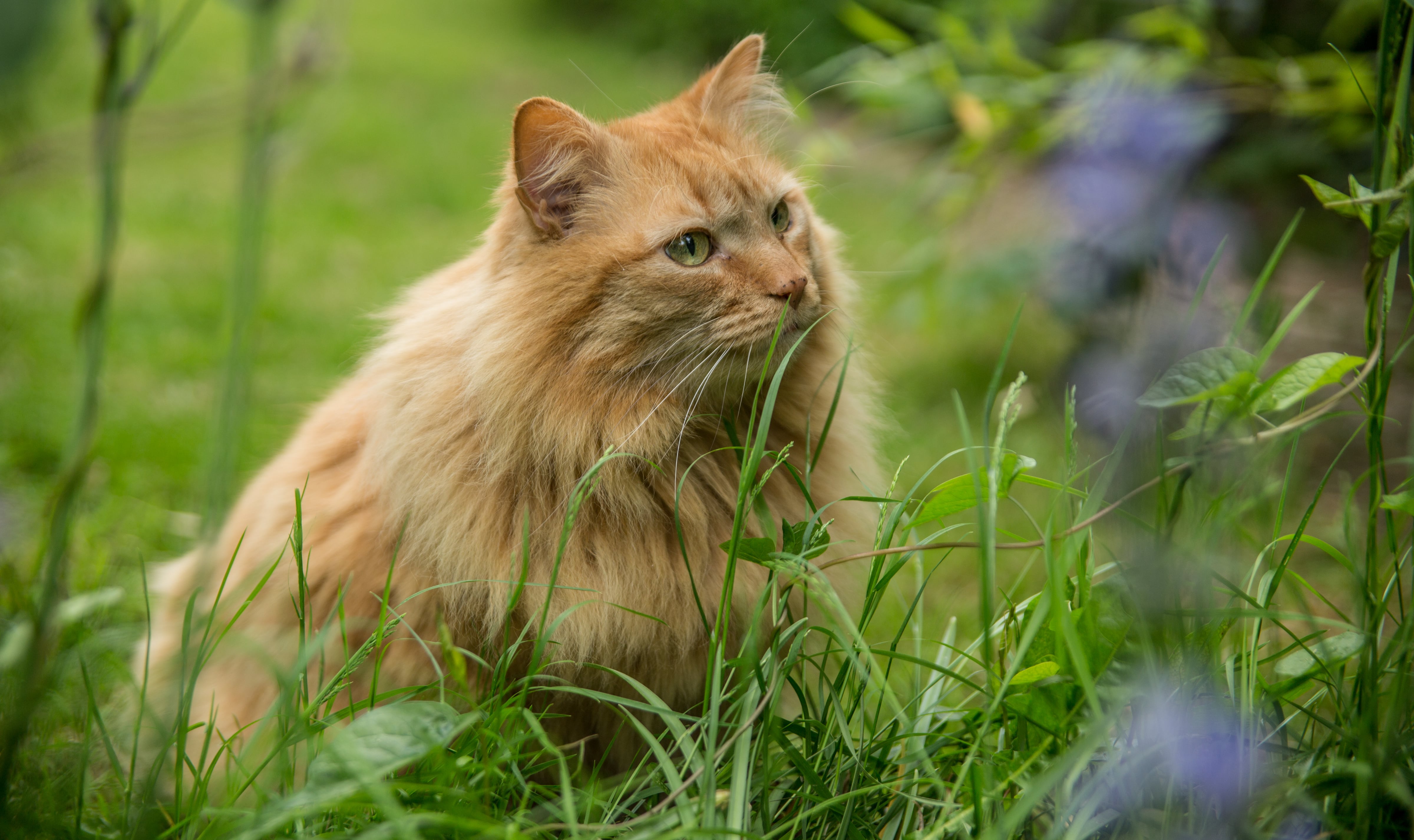 Cat of store the year 2018