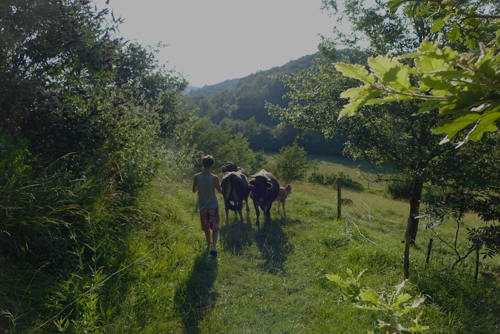 Dave walking with cows