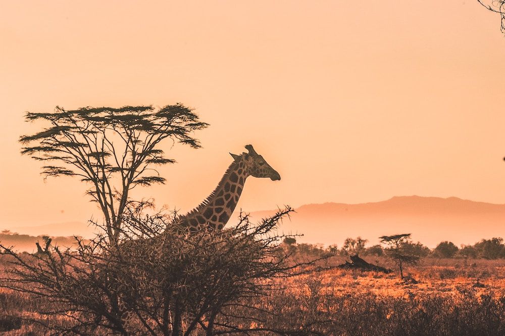giraffe walking in the wild