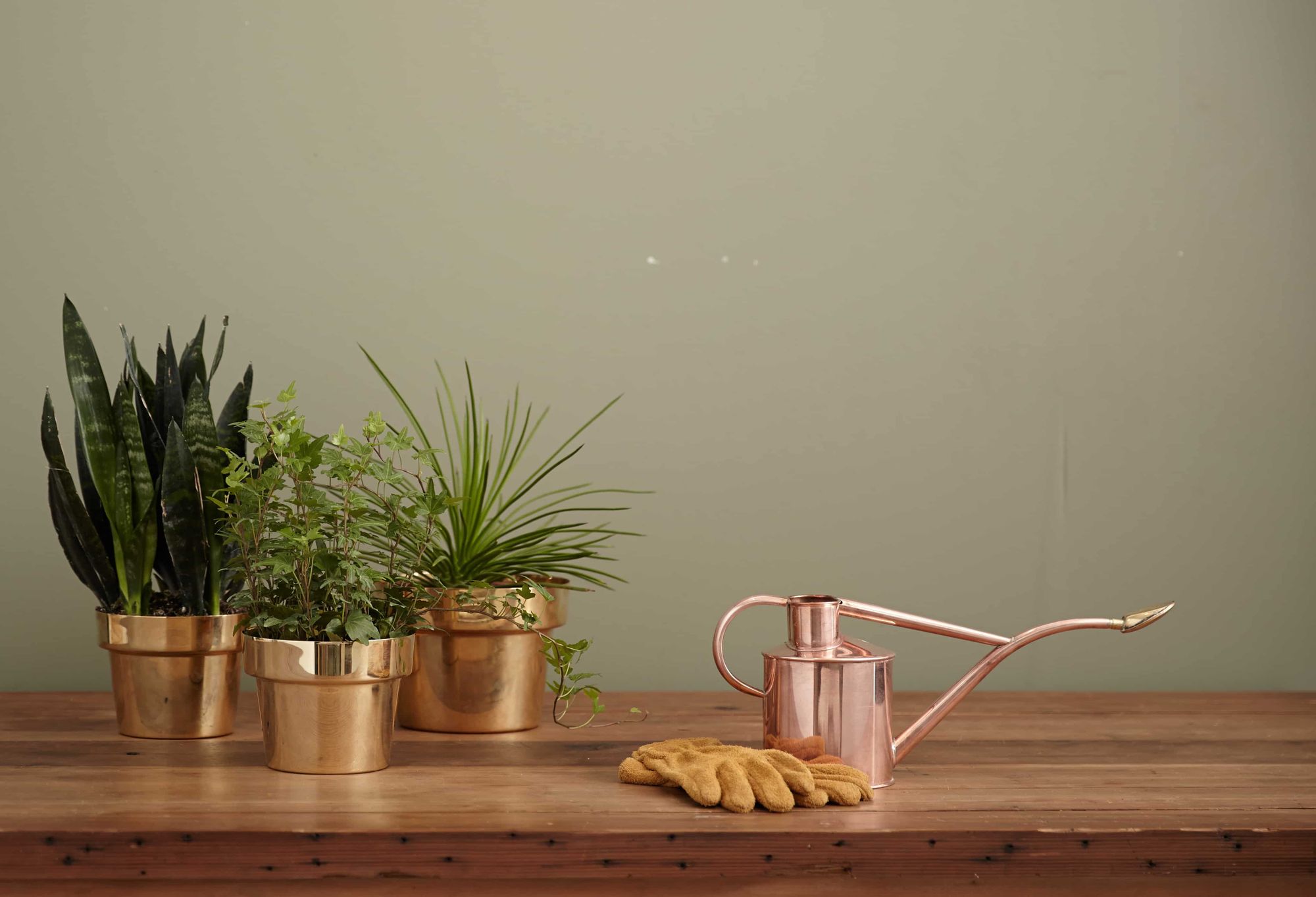 house plants on table next to gardening gloves and watering can