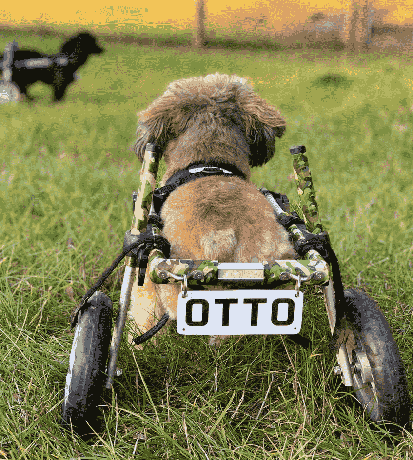 Double amputee Otto in his new set of wheels