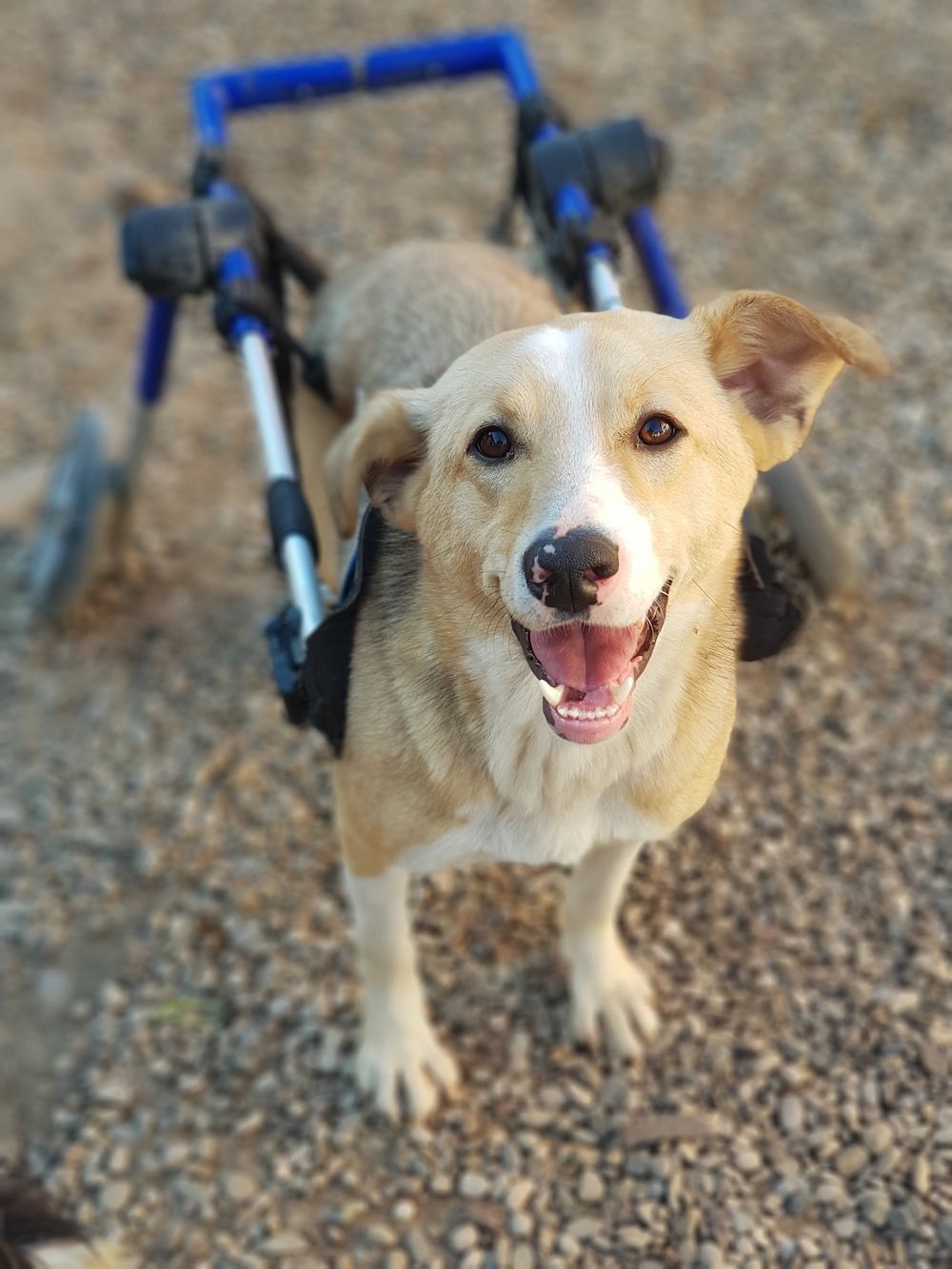 a happy looking dog using it's custom made wheelchair