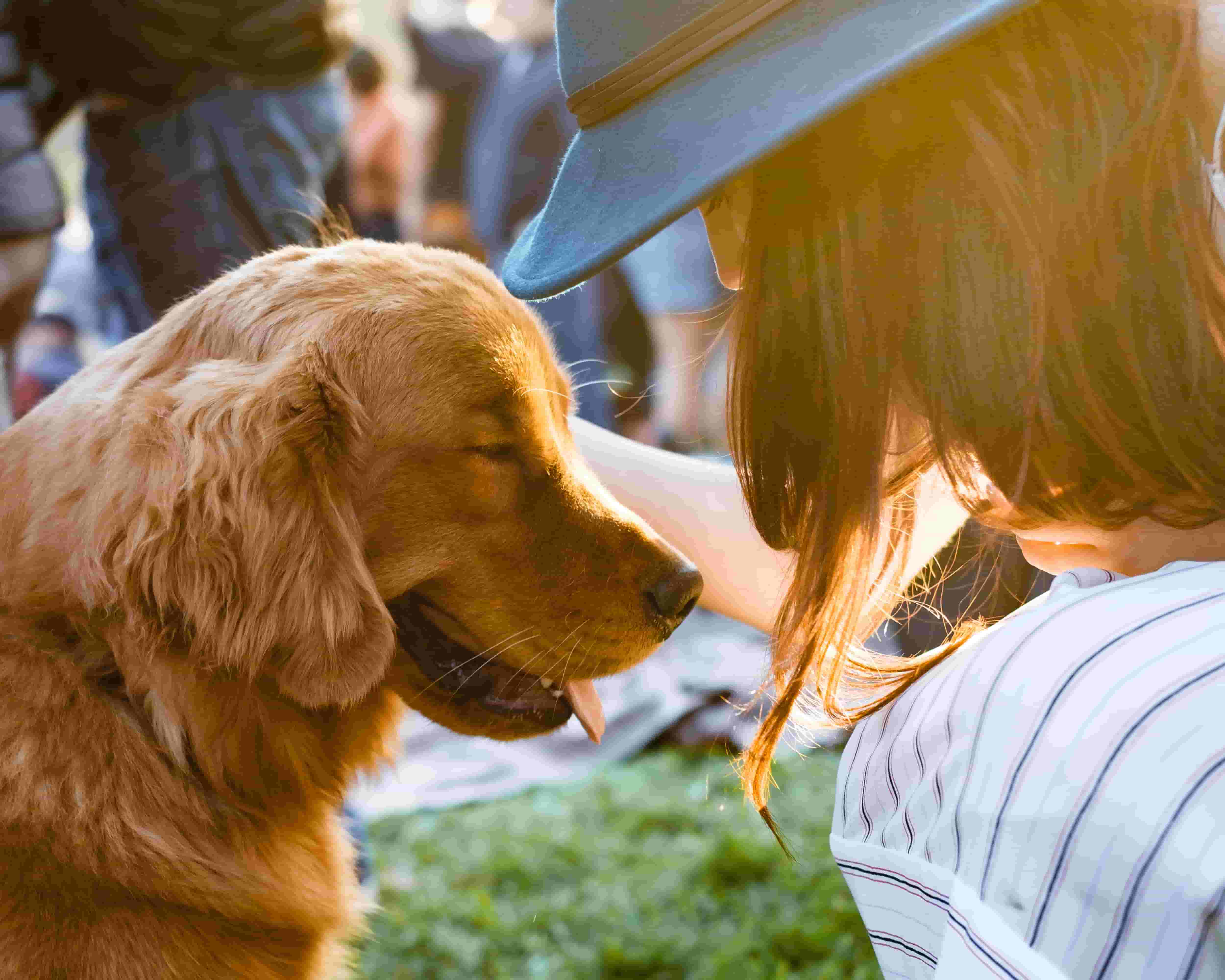 A woman pets a smiling golden retriever 