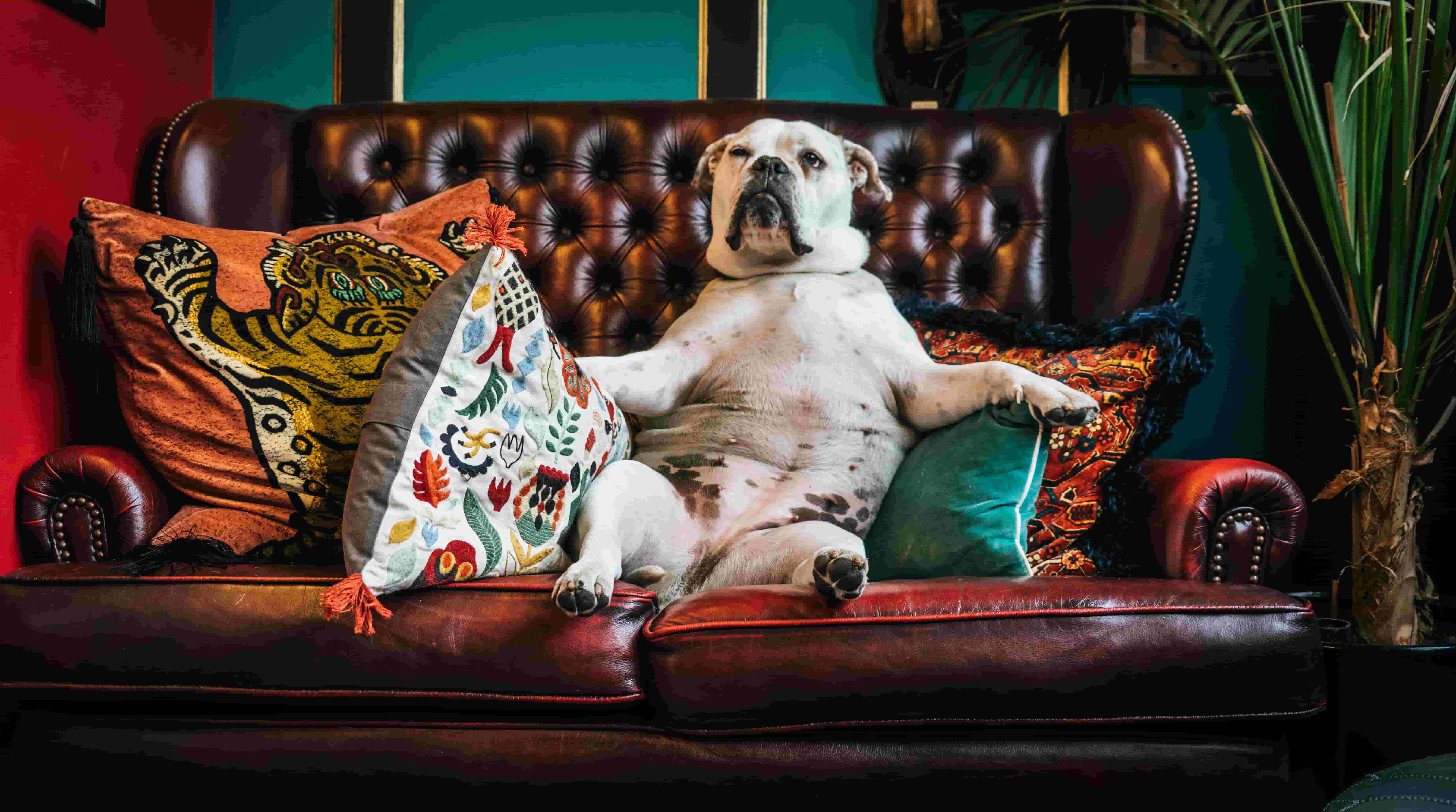 A dog lounges on a sofa