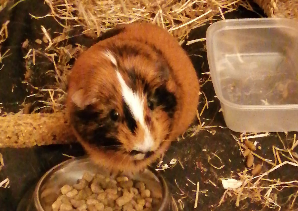 A brown and white guinea pig