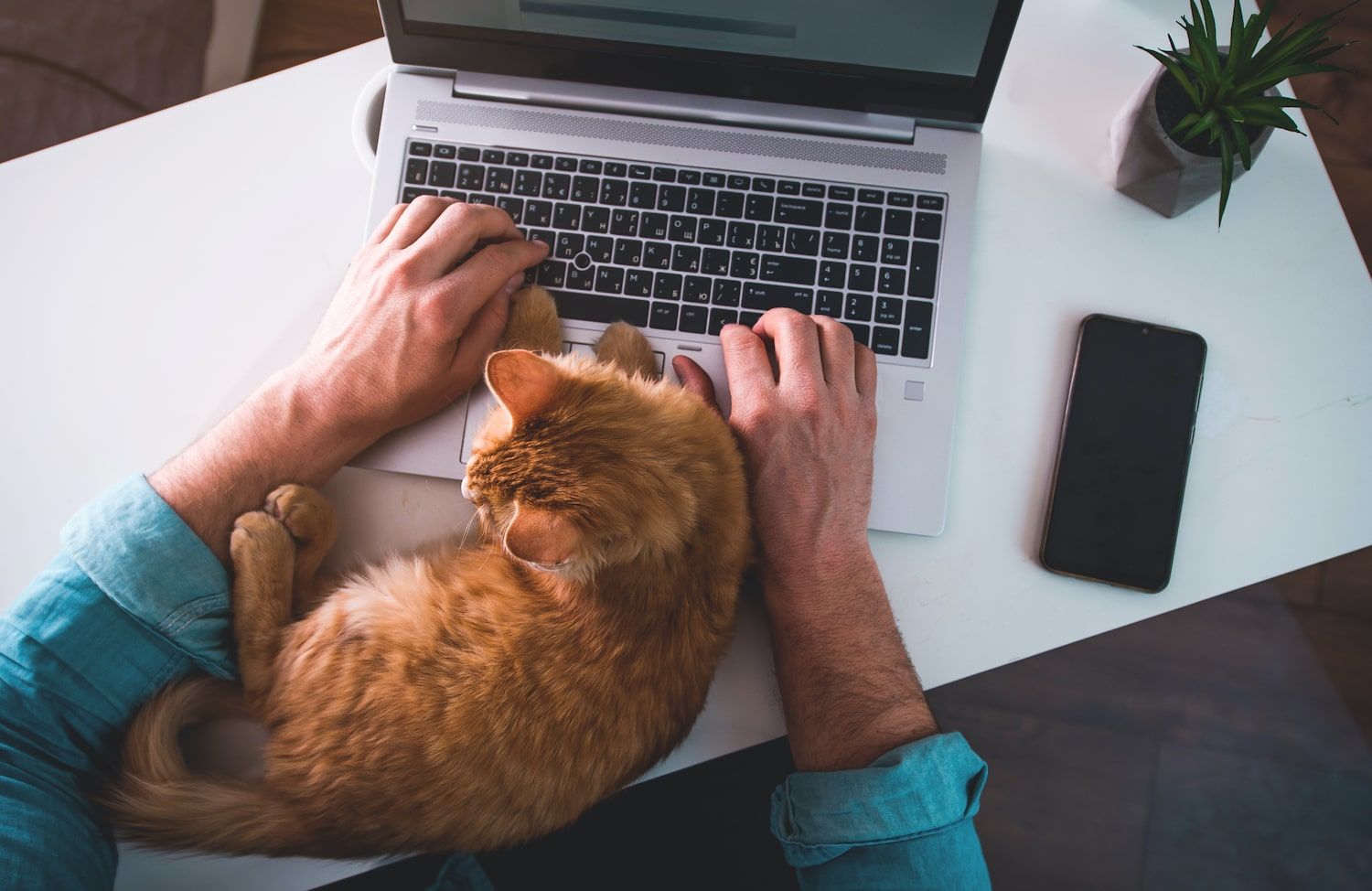 Man working on a laptop with a cat sat on the desk