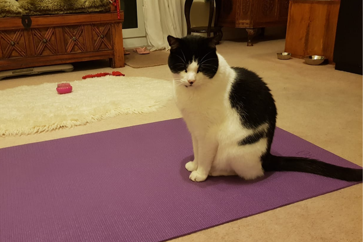 A black and white cat sat on a yoga mat