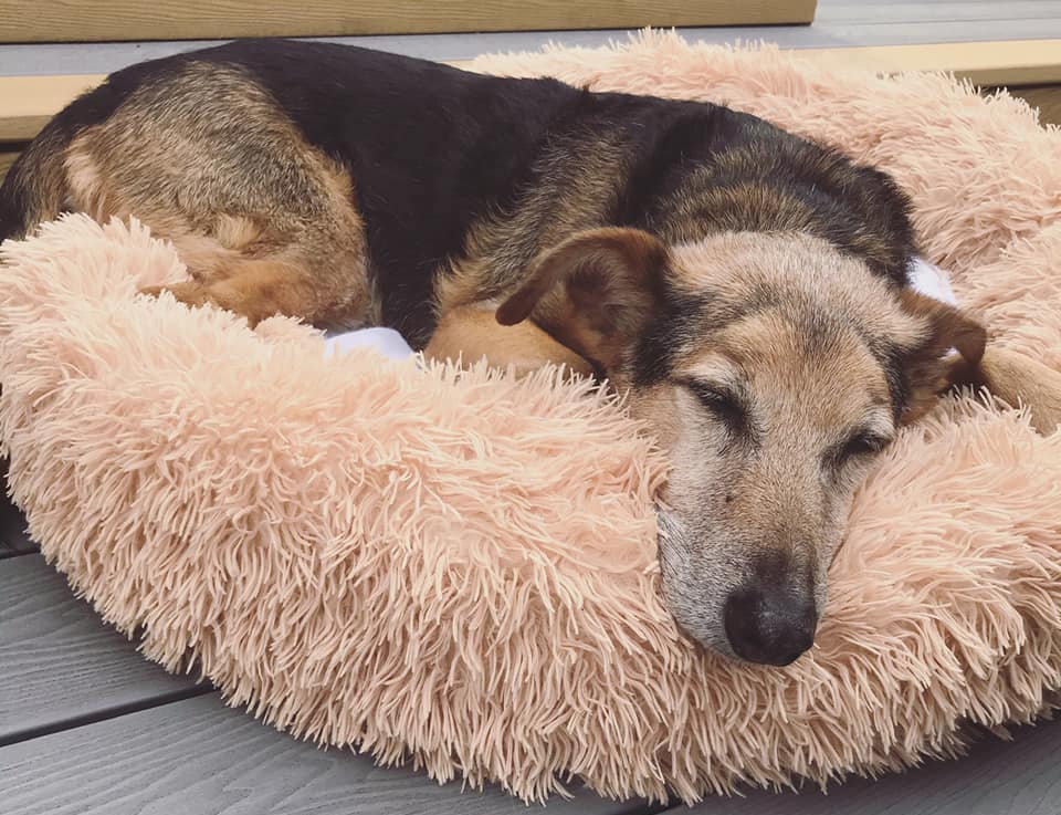 A brown dog lying asleep in a fluffy bed