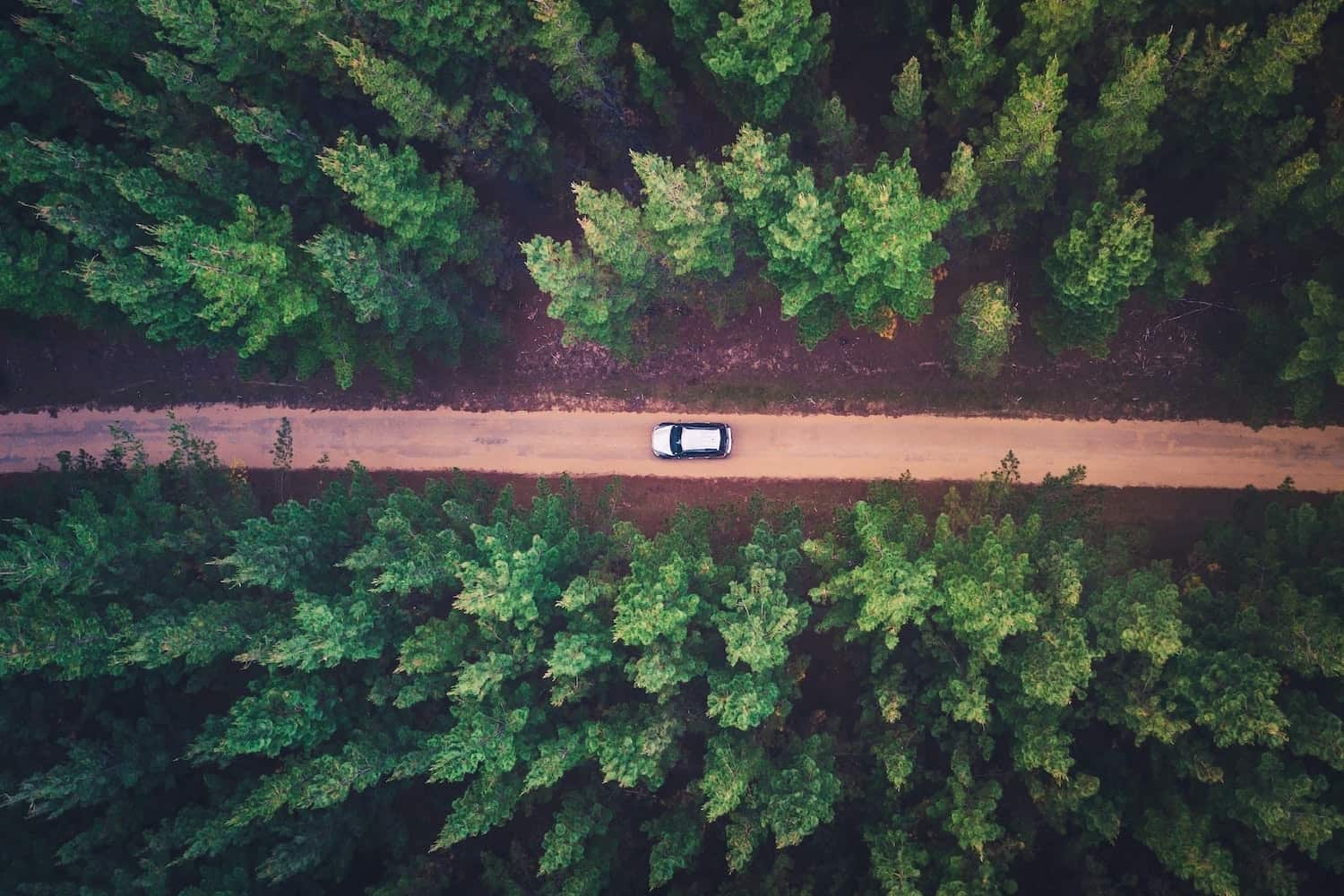 Car driving through a forest