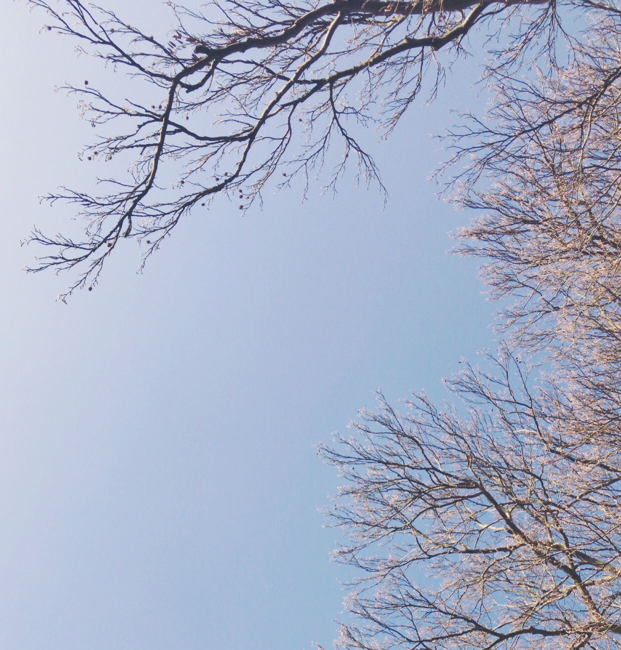 Tree branches photographed from below against a blue sky