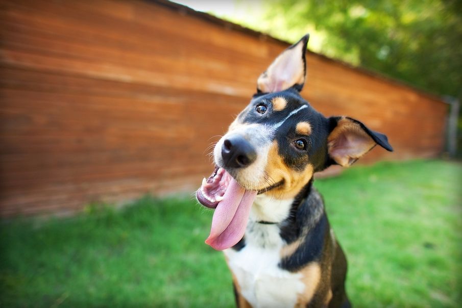 Hypnosis for Dogs? You Might Think We're Barking...