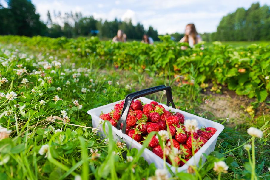 Strawberries May Keep Your Mind Sharp