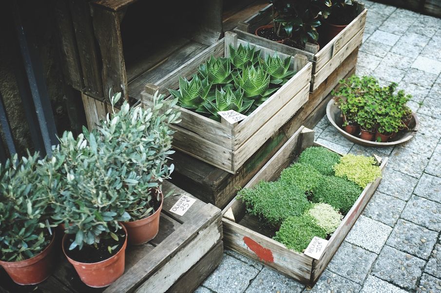 5 Ways Gardening Benefits Mental Health