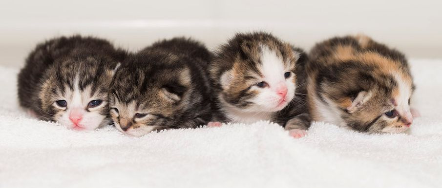 Kitten Watch: The kittens born at the peak of Storm Emma