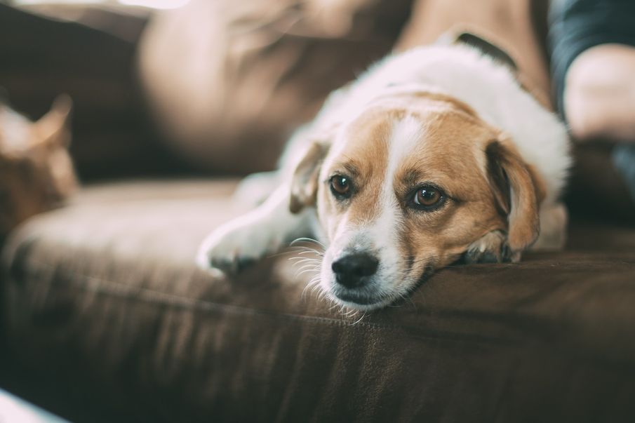 Anxiety Hotline For Dogs Available On Bonfire Night