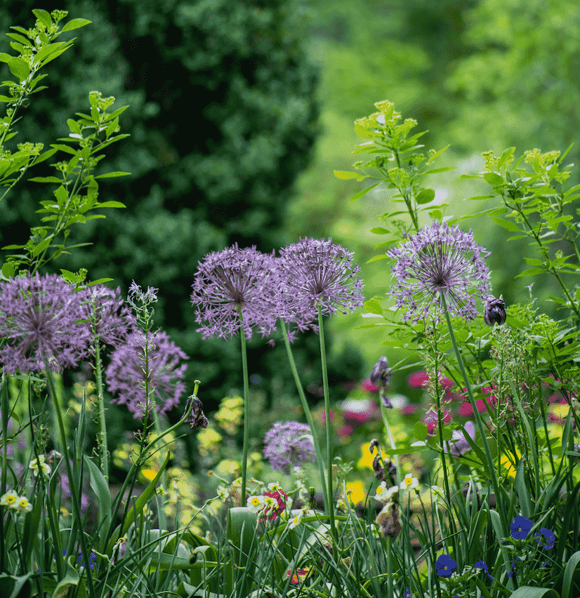 Kate Middleton to Co-Design Chelsea Flower Show Garden Promoting Mental Wellbeing