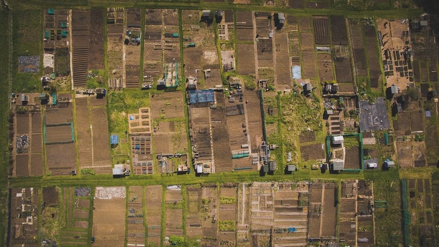 My Allotment Supports My Mental Health, Here's How