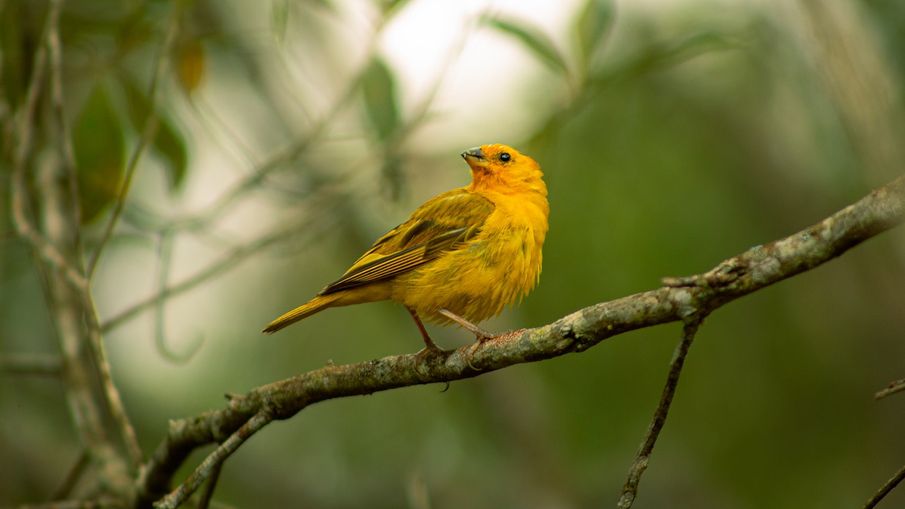 How to use birdsong to reduce stress and boost mood