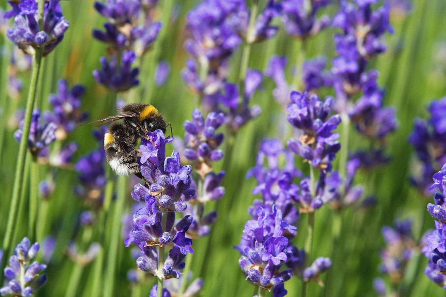 5 things you can do to help support your local wildlife this summer