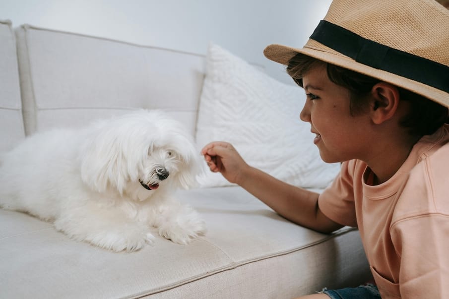 This is how you can help your child overcome a phobia of dogs