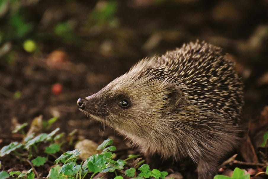 How can the hedgehog’s dilemma explain the challenges of emotional intimacy?